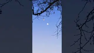 fullmoon & bird #moonlight