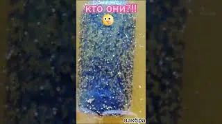 Кто они?! Много-ли тут знатоков?! Пишите ответ в комментариях