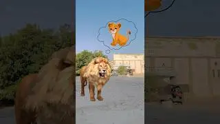 Cute Lion Crying 🥲❤️|