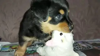 Evde rottweiler yavrusu