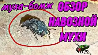 Подробный Обзор Навозной Мухи 🪰