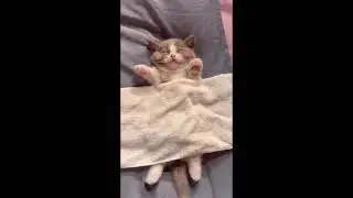 #кот #котики #смешно #юмор #мемы #приколы #когти #милые #любимые #животные #весело #милота