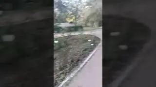 Клумба с розочками в Оренбурге "Ласковый май"