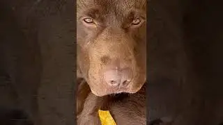 Mein Hund LÜGT mich an 😳🤯