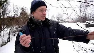 Весенняя обрезка вишни