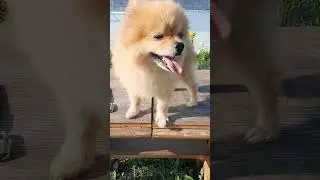 Стрижка Юни в домашних условиях