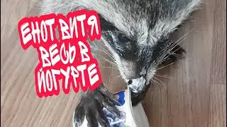 ЕНОТ ВИТЯ ВЕСЬ ВЫПАЧКАЛСЯ В ЙОГУРТЕ. ЧАСТЬ 2