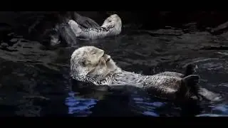 Выдра кайфует