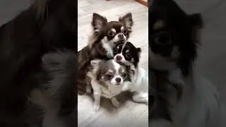 My little lovely cute friends