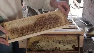расширение рогатого улья  полукорпусом + весенние первоцветы.