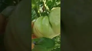 сорт томата ЧЕРВЕН ГРАДИНСКИ. МОНСТР!!!
