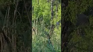 Косуля сибирская. Республика Тыва.