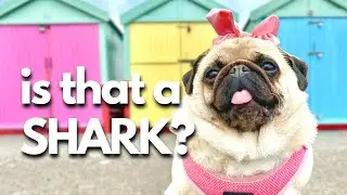 My Pug’s First Ocean Adventure *SUPER* Excited!