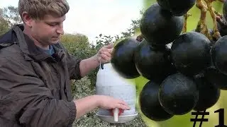 Making your own wine, Part 1: Making the mash