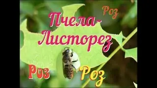 🐝 Пчела-Листорез. Испортил Розы