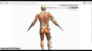 Posterior Muscles   Anotomy   daniel rossiter