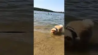 #милота #животные #animals #swimming #лето #пляж
