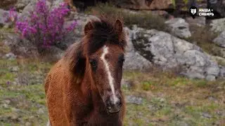 Наша Сибирь 4К: Цветение маральника