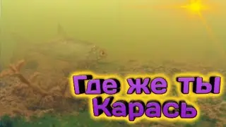 Осенняя охота на Карася Подводная съёмка #рыбалка на карася