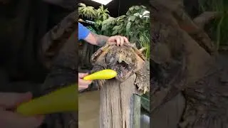 ¡Así muerde una Tortuga Mordedora gigante!