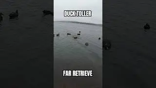 100+ YARD WATER RETRIEVE! DUCK HUNTING DOG | 