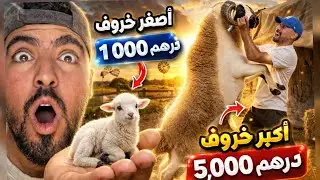 أكبر حولي فالمزرعة… و أصغر حولي 🐏! شوفو الثمن والفرق 😱🔥
