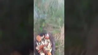Утро доброе