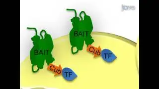 The Split-Ubiquitin Based Membrane Yeast Two-Hybrid (MYTH) for detecting protein-protein interaction