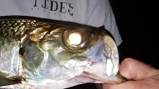 Gold Coast Late Night Surface Mission || Tarpon On A Duo Realis Pencil