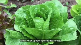 Types of Lettuce to Grow