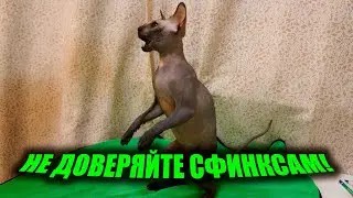 Сфинксы кошки хитрые и умные.