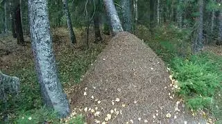 Осенью 2020 на велике по лесу