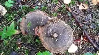 Осенняя охота. Грибы или не грибы.