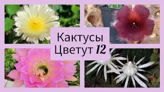 2024.Цветут Кактусы.12 серия