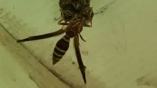 Wasp/Bee encounter outdoors