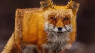 1 Bit 2 Bit 4 Bit 8 Bit 16 BIT 32 Bit 128 Bit 256 Bit 512 Bit 1024 Bit 2048 Bit FOX BITS VOL #1