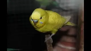 Australian parrots breeding