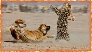 Jaguar VS Kangal