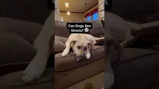 Can Dogs See Ghost? 👀🐶🤔 #shorts