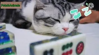 when cats are with my family