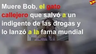 Muere Bob, el gato callejero que salvó a un indigente de las drogas