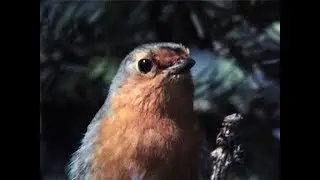 Round Robin