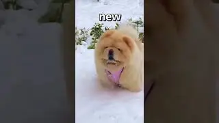 DO YOU like this DOGS New Hat 😱 | Wholesome Animals
