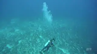 Bull Shark Dive   5 of 5