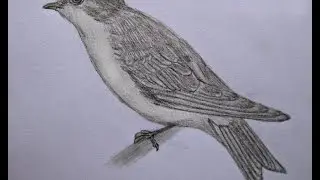 Common house martin drawing. Ласточка рисунок