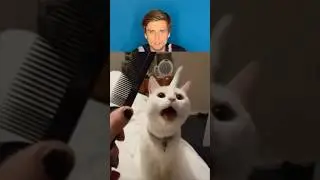 Проверка эксперимента как отреагирует кот на расческу 