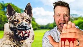Can I help this aggressive dog? How to train Aggressive Dominant German Shepher