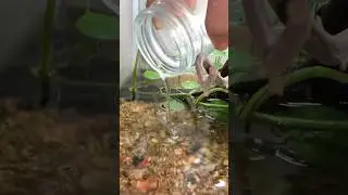 AKU BELI IKAN-IKAN KECIL DAN KEONG DI TOKO IKAN! JADI PENGHUNI DI PALUDARIUM BIOACTIVEKU!