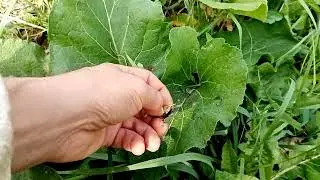 8 сентября, когда поспеют семена табака.
