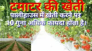 टमाटर की खेतीtmater ki kheti kaise kre।tomatofarmingफसल की पैदावार बढ़ाना है तो पालीहाउस में करे खेती